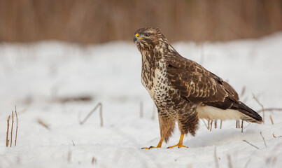 Common Buzzard in winter at a wet forest