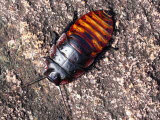 A large cockroach sits on a boulder in Andringitra National Park. Madagascar.