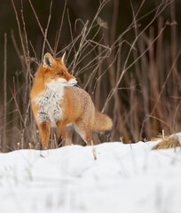 Red fox - in the wet forest in winter
