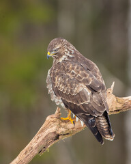 Common Buzzard in winter at a wet forest