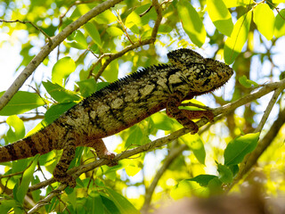 Male Furcifer oustaleti, on a twig, a. Isalo National Park. the wild nature of Madagascar.