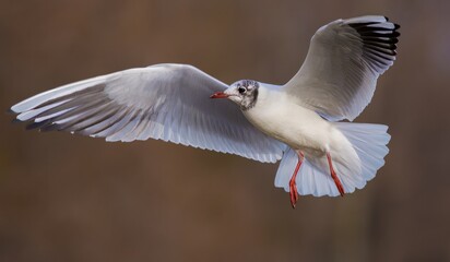 Obraz premium Black headed gull in flight