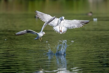 Black headed gull in flight