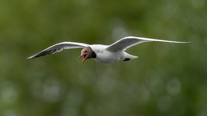 Fototapeta premium Black headed gull in flight
