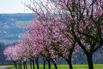 Mandelblüten in der Südpfalz.
