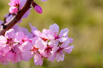 Obraz premium Mandelblüten in der Südpfalz.