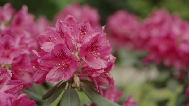 Slow motion pink azalea flowers in a garden