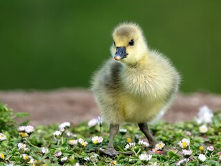 Low angle Canada gosling