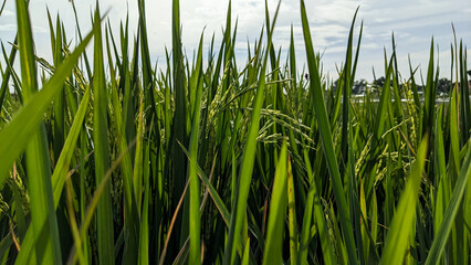 rice plants with blue sky background