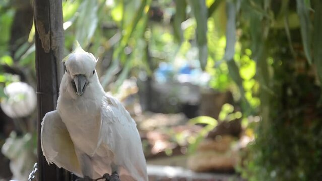 Pet domestic, white parrot or cockatoo are raised in an open garden house.