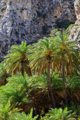 Palmenhain von Preveli an der Südküste von Kreta