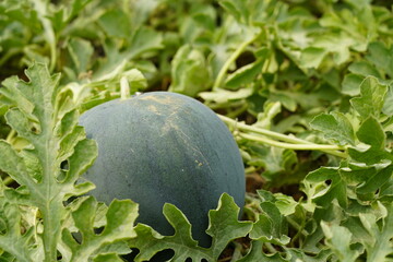 Watermelon in the greenhouse. Watermelon field