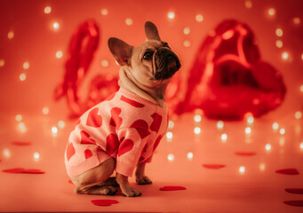 Valentines Dog French Bulldog Blurred Lights Pink Background Red Balloons Sweater Hearts