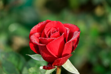 Red rose on green branch