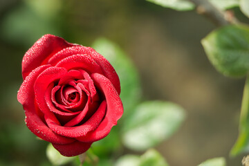 Garden spray red roses. Green leaves on branches, bushes of bright blooming roses on sunny day.