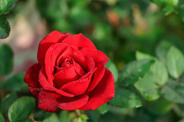 Red Rose on the Branch in the Garden