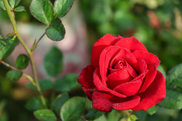 Red rose blooming with copy space