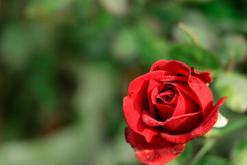 Garden spray red roses. Green leaves on branches, bushes of bright blooming roses on sunny day.