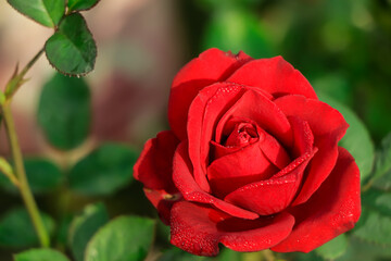 Red rose blooming in garden