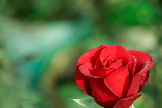 One red rose on green background
