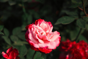 Selective focus on pink and white rose flower flower