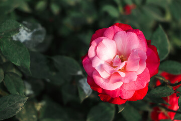 pink rose flower with a lot of copy space