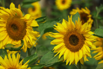 Sunflower flower on agriculture field