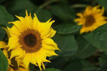 Sunflower natural background. Sunflower blooming. Close-up of sunflower.