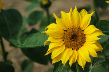 Sunflower natural background. Sunflower blooming