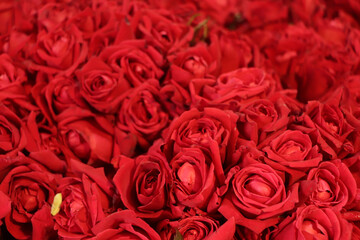 Selective focus on red roses