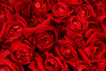 Red rose as holiday background