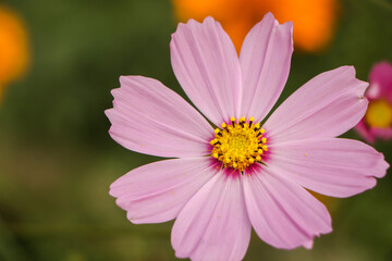 Pink cosmos flowers in the garden