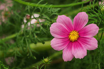 Obraz premium Cosmos flower (Cosmos Bipinnatus) with blurred background