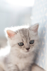 Obraz premium Striped british gray cat with blue eyes. Little curious kitten lying over white floor looking at camera on sunlight. Animal and cat products advertising concept 