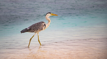 great Blue Heron by the sea
