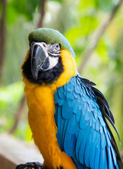 beautiful Blue-and-Yellow Macaw in rainforest