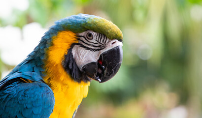 beautiful Blue-and-Yellow Macaw in rainforest