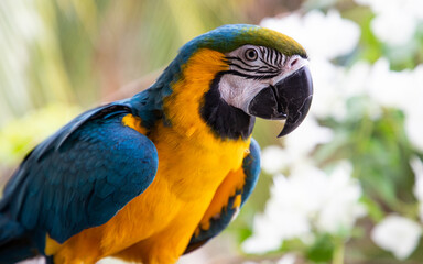 beautiful Blue-and-Yellow Macaw in rainforest
