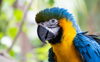 beautiful Blue-and-Yellow Macaw in rainforest