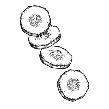 recommend clip art: Cucumber cuts hand drawn sketch style. Fresh salad cucumber slices. Detailed vector illustration isolated on white background.