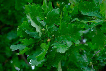 Fototapeta na wymiar green oak leaves with acorns, close-up
