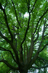 big old oak tree with green leaves and spreading branches, sunlight in the leaves, bottom view