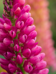 鮮やかな赤紫のルピナス