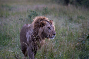Male lions in the Masai Mara savannah