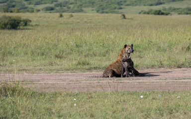 yenas roam the Masai Mara