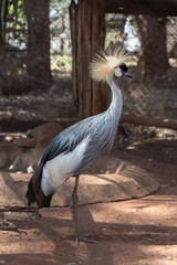 A grey crowned crane stands restfully in the afternoon sunshine at Nairobi National Park
