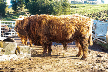 Scottish Highland cattle in the Swiss Alps