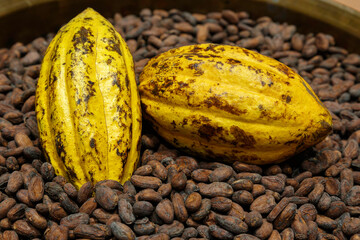 dried cocoa beans and cocoa pods are raw materials for making cocoa powder, beverages and chocolate in stock of manufacturing.