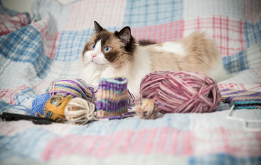 Colored threads, knitting needles and other items for hand knitting and a cute domestic cat Ragdoll