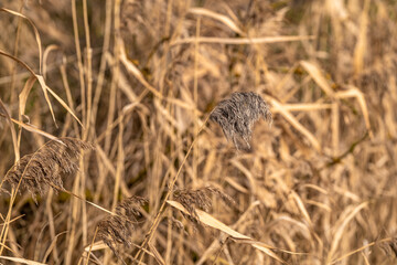 dry grass in the field, background with copy space